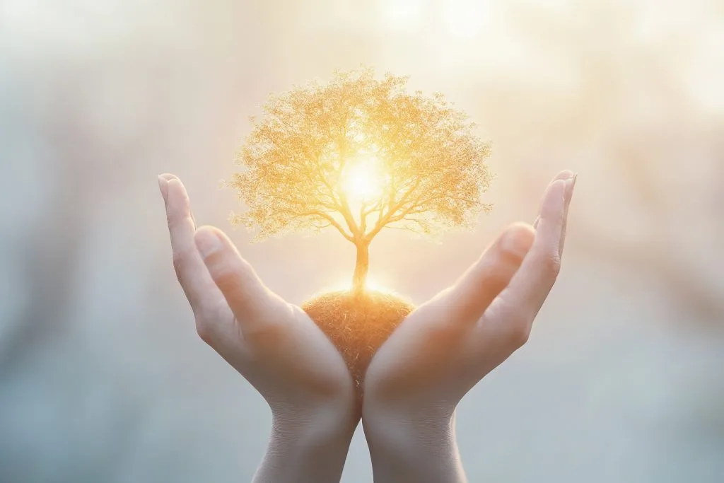 Boom met zon - symboliseert persoonlijke groei